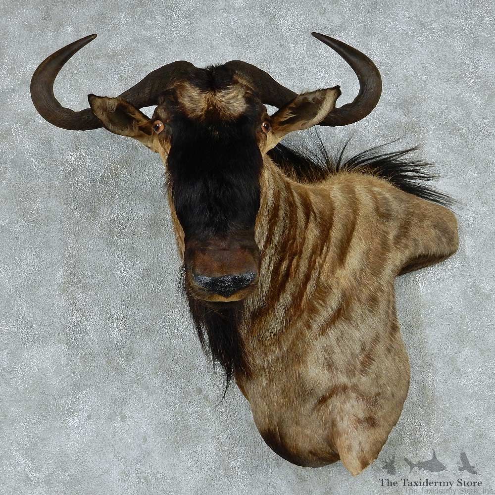 African Blue Wildebeest Wall Pedestal Mount #13789 For Sale @ The Taxidermy Store