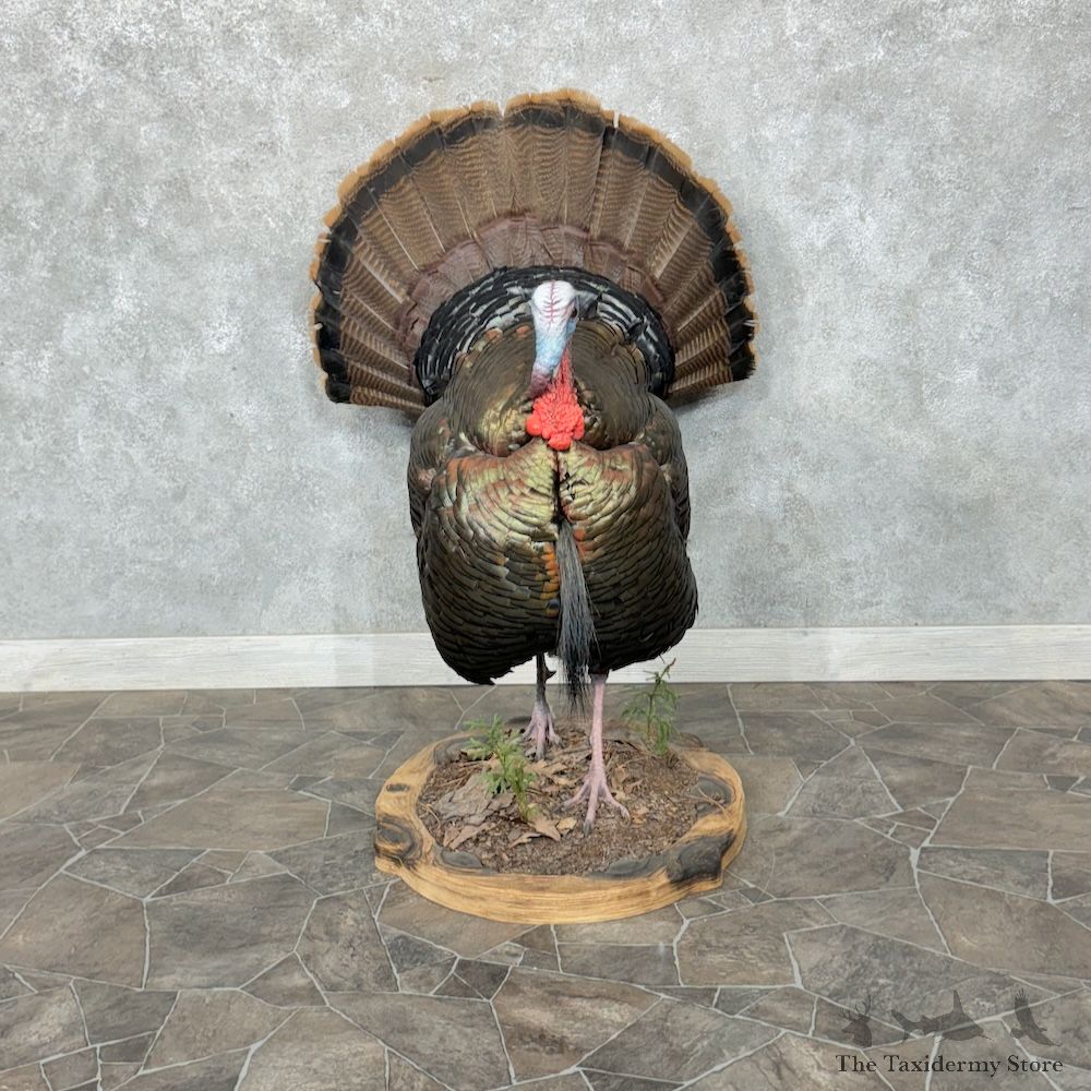 Eastern Turkey Bird Mount For Sale #29555 @ The Taxidermy Store