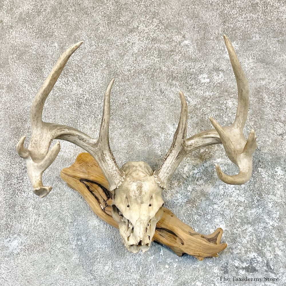 Whitetail Deer Skull European Mount For Sale #26605 @ The Taxidermy Store