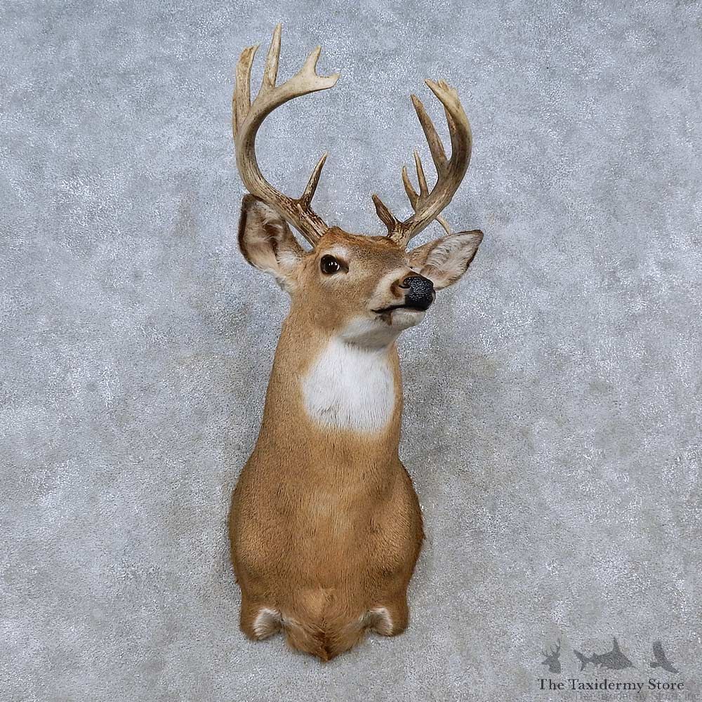 Whitetail Deer Shoulder Mount For Sale #15253 @ The Taxidermy Store