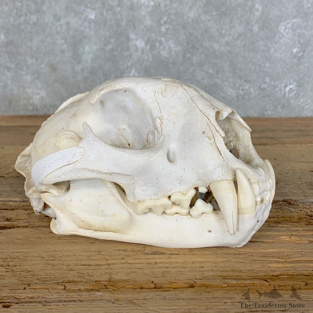 Mountain Lion Cougar Full Skull For Sale #22710 @ The Taxidermy Store