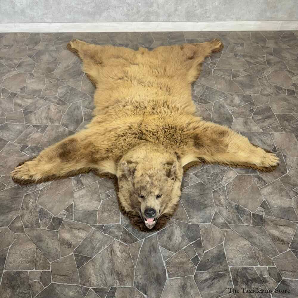 Blonde Black Bear Full-Size Rug For Sale #31025 @ The Taxidermy Store