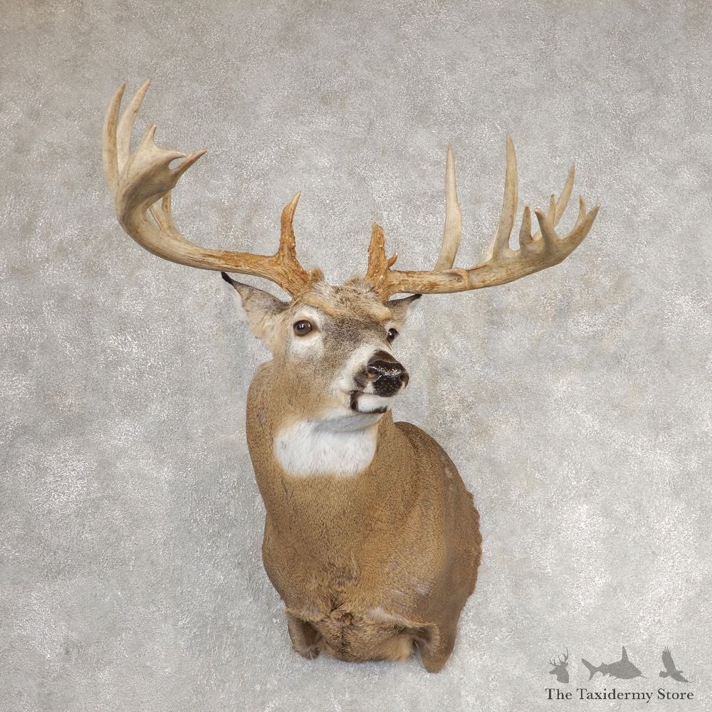 Whitetail Deer Shoulder Mount For Sale #21068 @ The Taxidermy Store