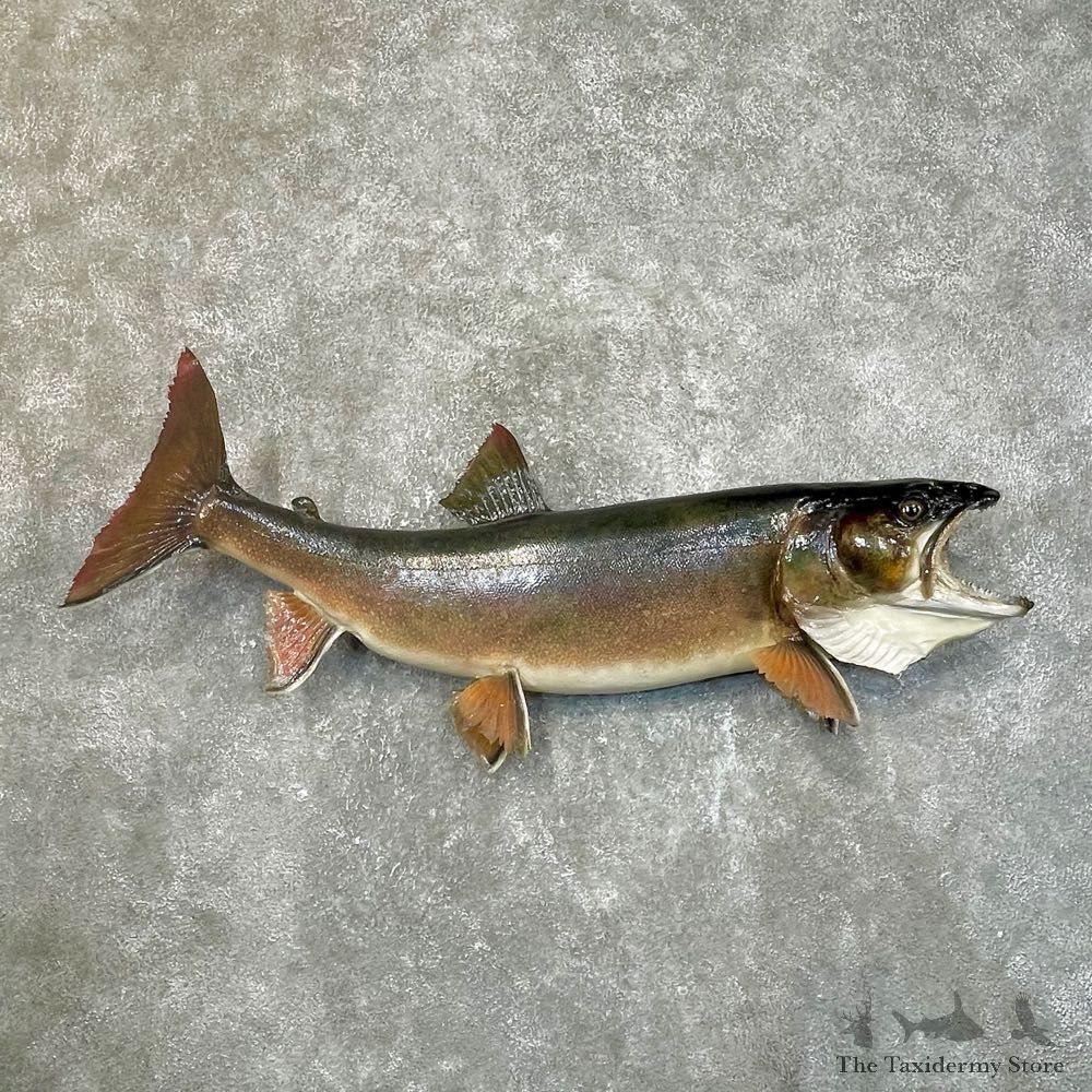 Lake Trout Freshwater Fish Mount For Sale #24103 @ The Taxidermy Store