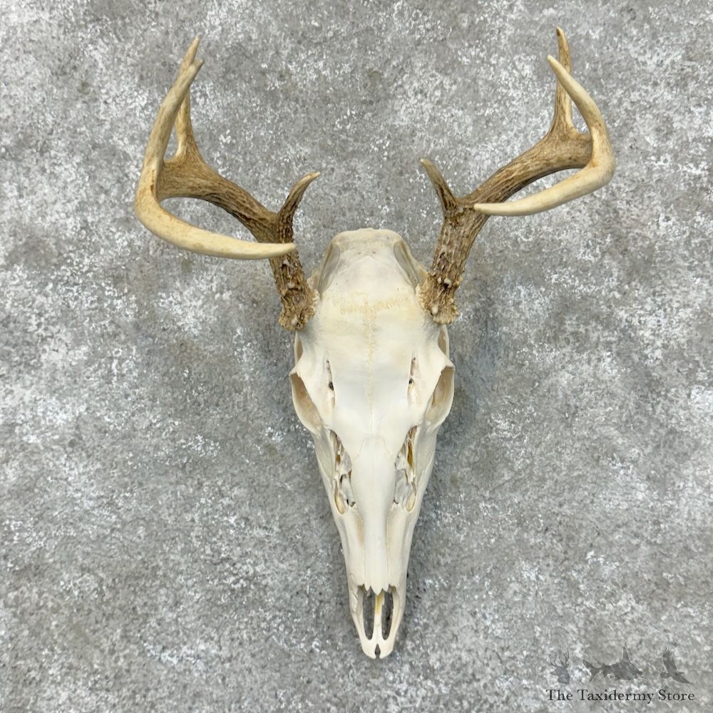 Whitetail Deer Skull European Mount For Sale #29538 @ The Taxidermy Store