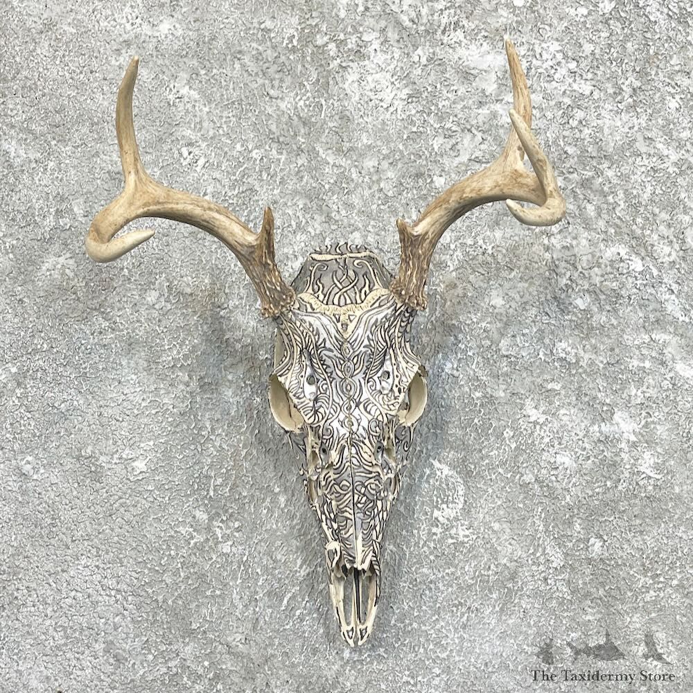 Whitetail Deer Skull European Mount For Sale #27494 @ The Taxidermy Store