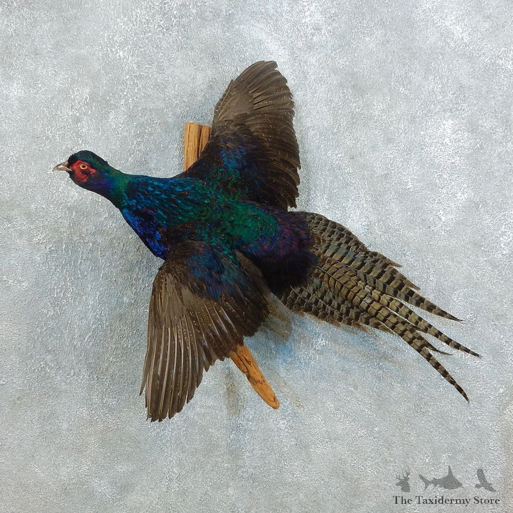 Black Pheasant Bird Mount For Sale #18517 @ The Taxidermy Store