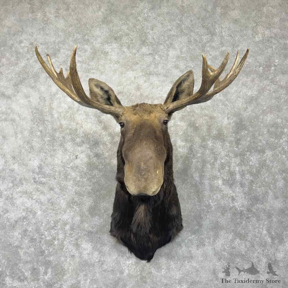 Shiras Moose Shoulder Mount For Sale #31790 @ The Taxidermy Store