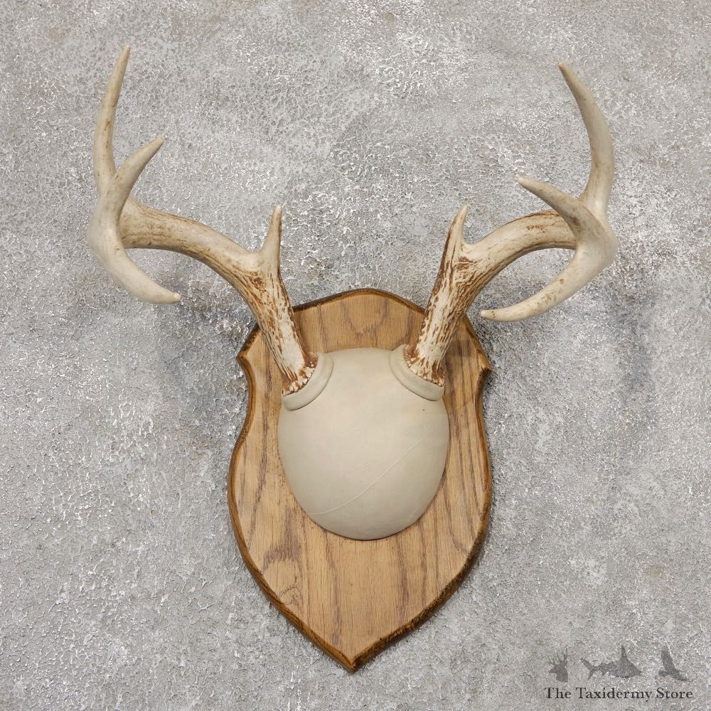 Whitetail Deer Antler Plaque Mount For Sale #18964 @ The Taxidermy Store