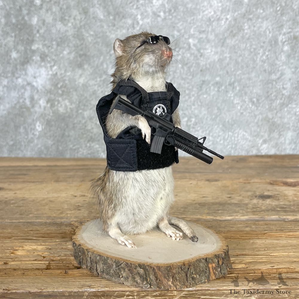 Agent Rat Novelty Mount For Sale #26532 @ The Taxidermy Store
