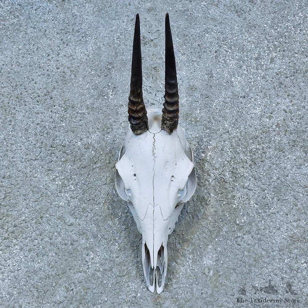 Bush Duiker Skull & Horns European Mount For Sale #15499 @ The Taxidermy Store