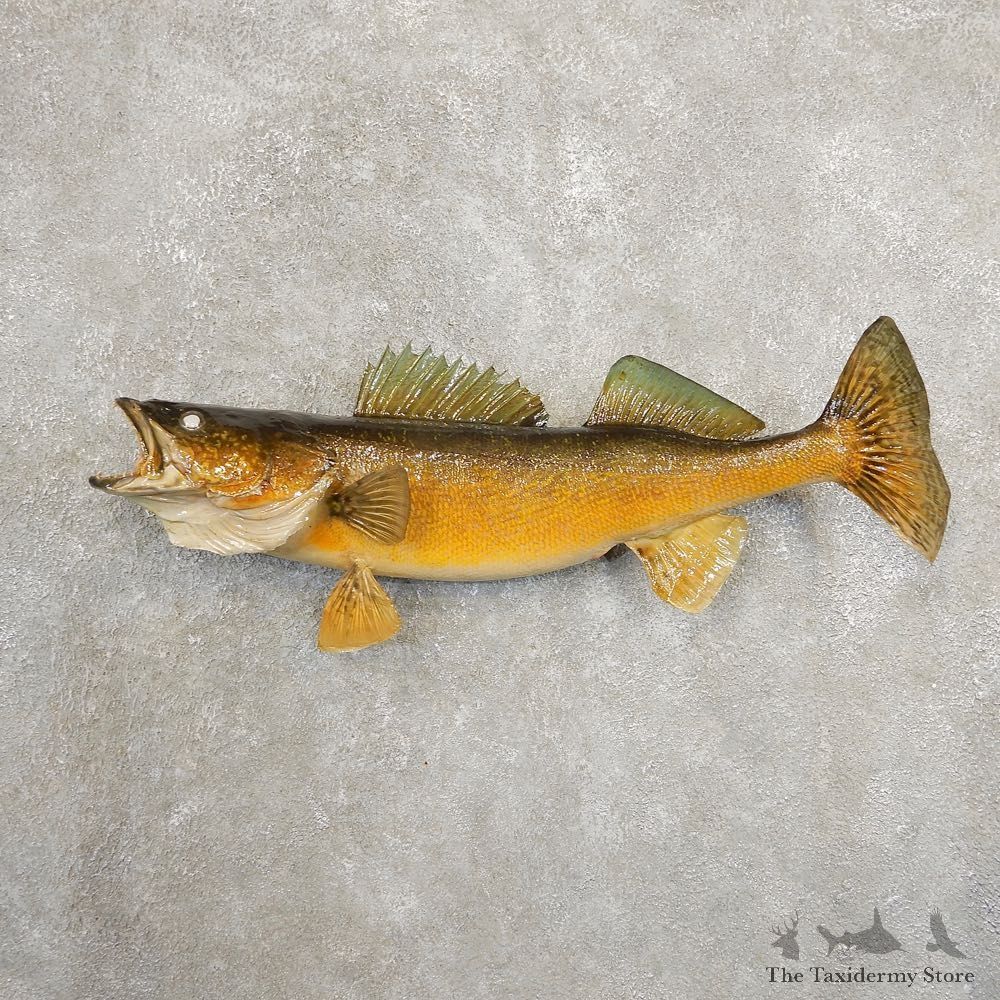Walleye Taxidermy Fish Mount #20889 For Sale @ The Taxidermy Store