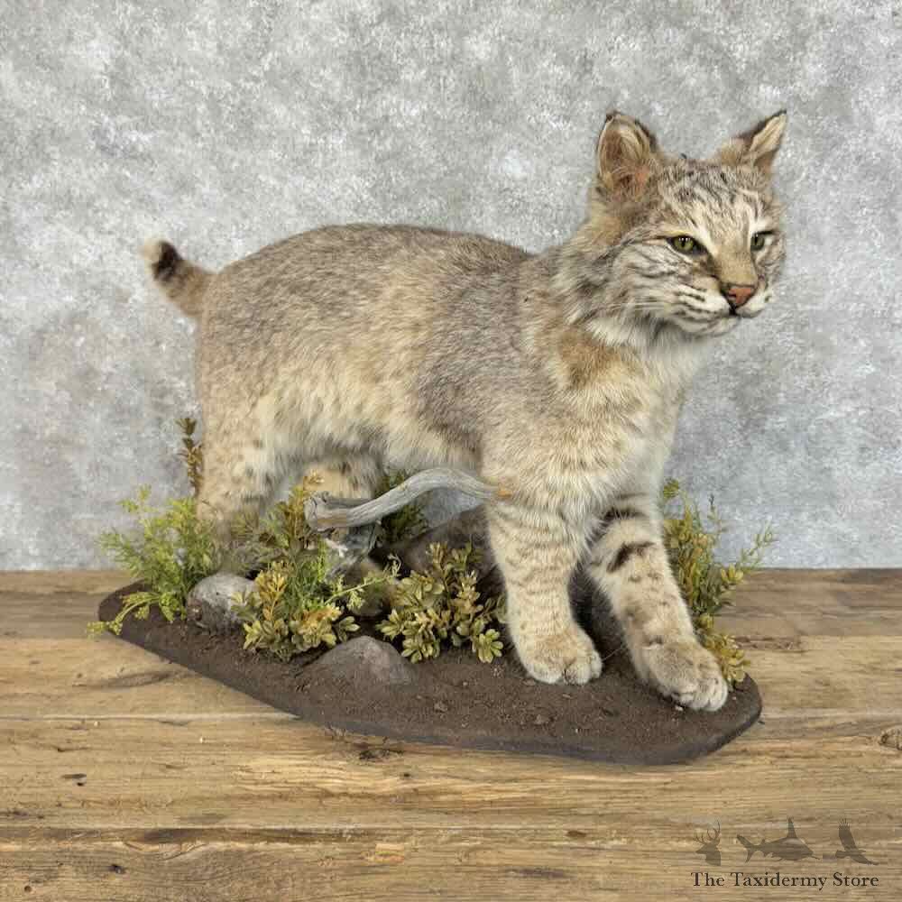 Bobcat Life-Size Mount For Sale #31146 @ The Taxidermy Store