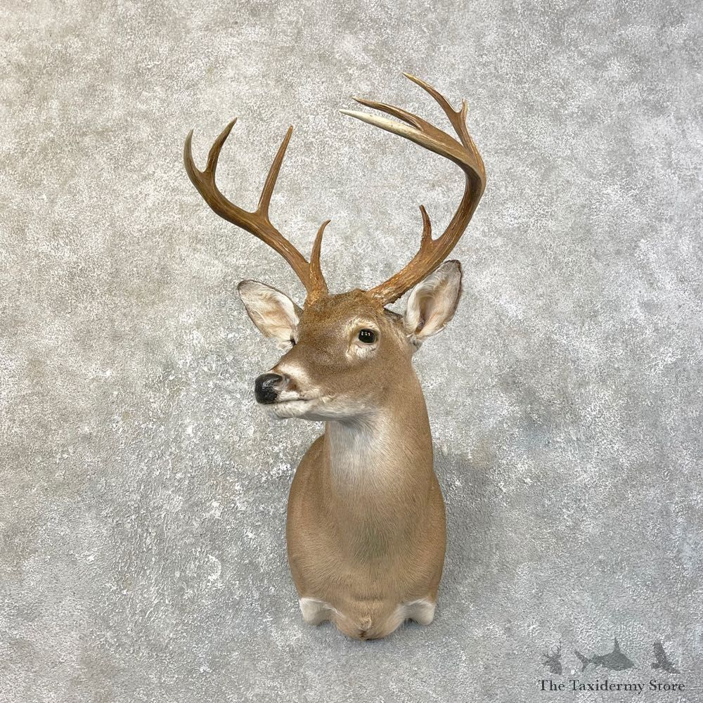 Texas Whitetail Deer Shoulder Mount #25188 For Sale - The Taxidermy Store