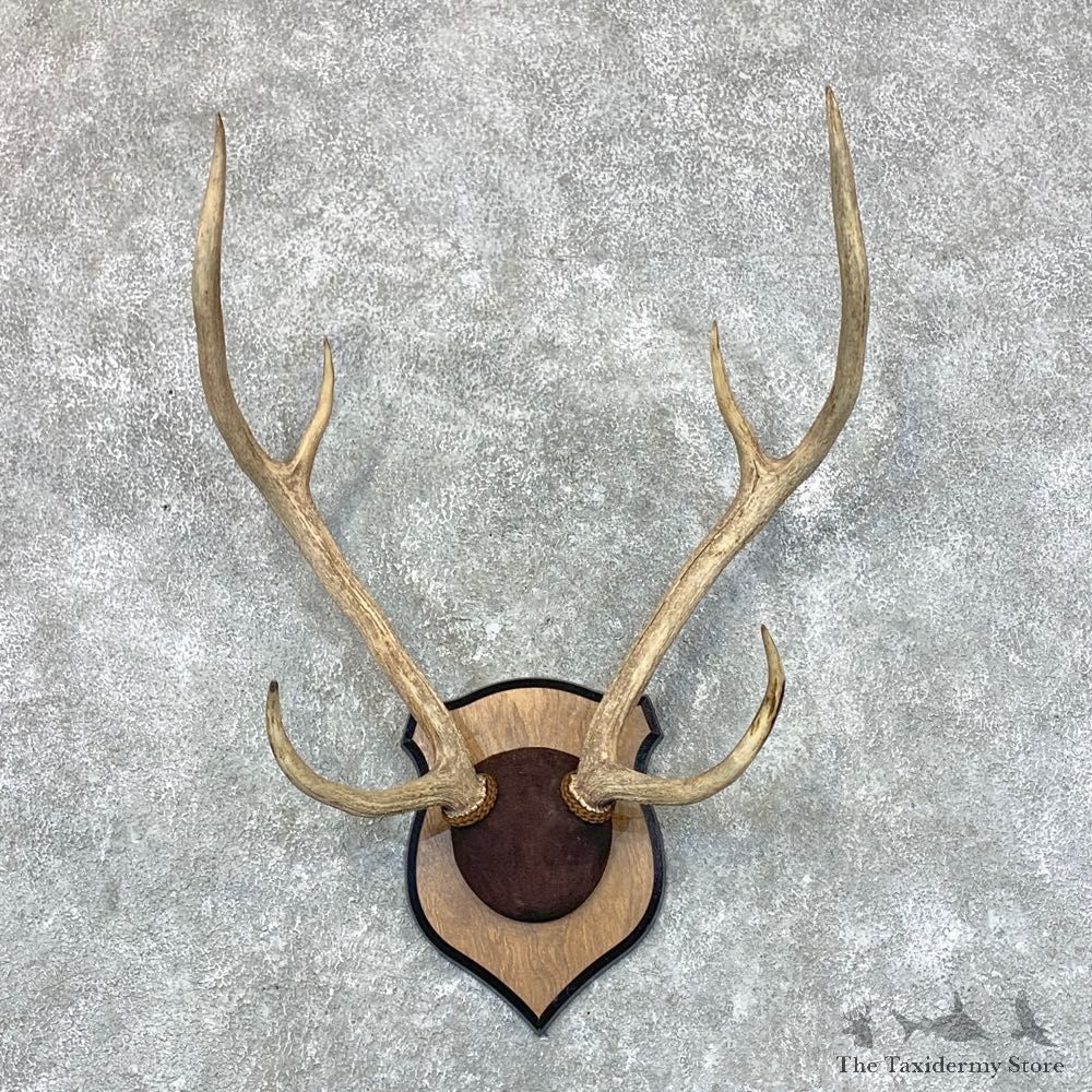 Axis Deer Plaque Mount For Sale #22653 @ The Taxidermy Store