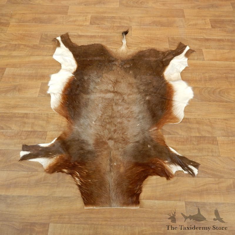 Blesbok Hide For Sale #17877 @ The Taxidermy Store