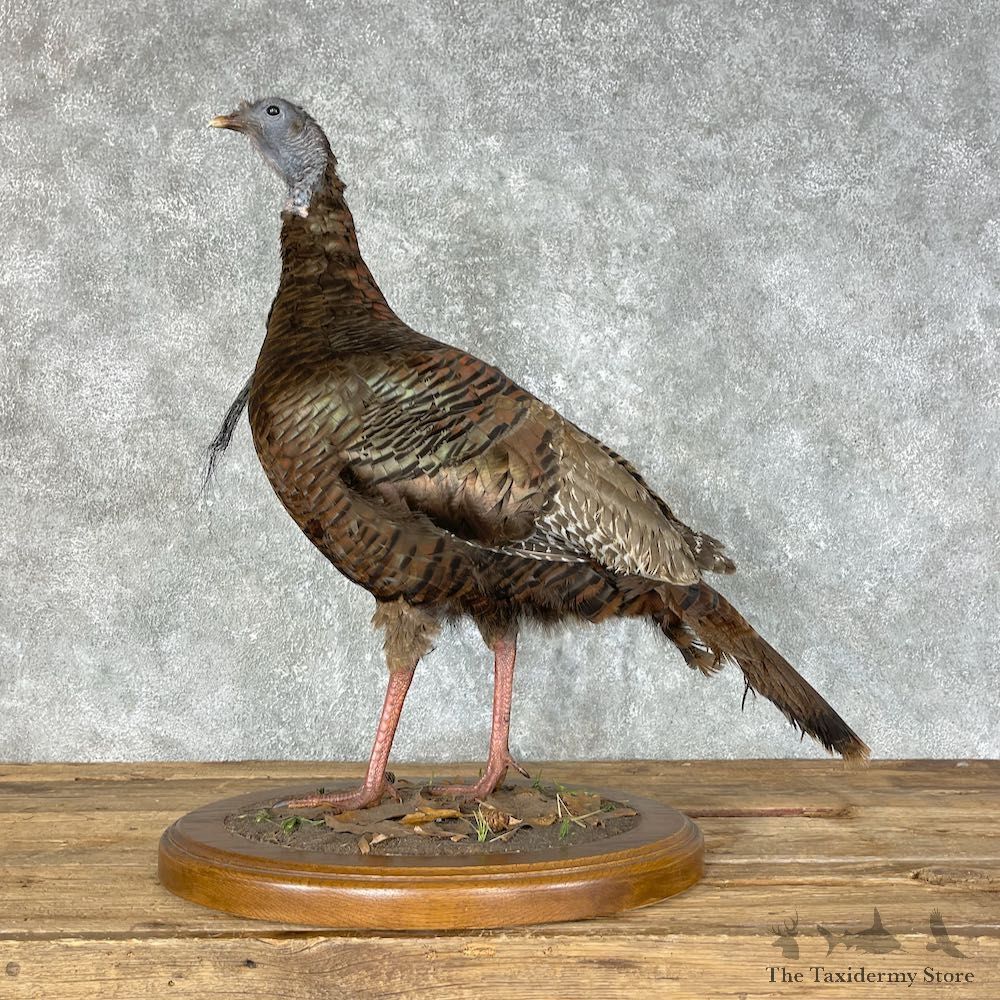 Eastern Turkey Bearded Hen Mount For Sale #25456 @ The Taxidermy Store