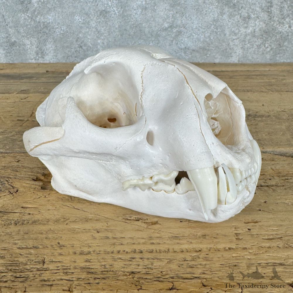 Mountain Lion Cougar Full Skull For Sale #29673 @ The Taxidermy Store