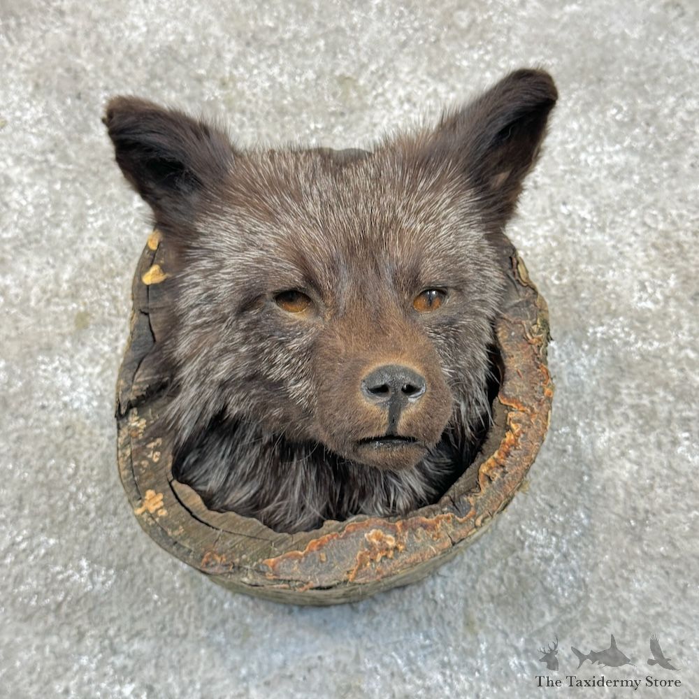 Silver Fox Head Mount For Sale #29690 @ The Taxidermy Store