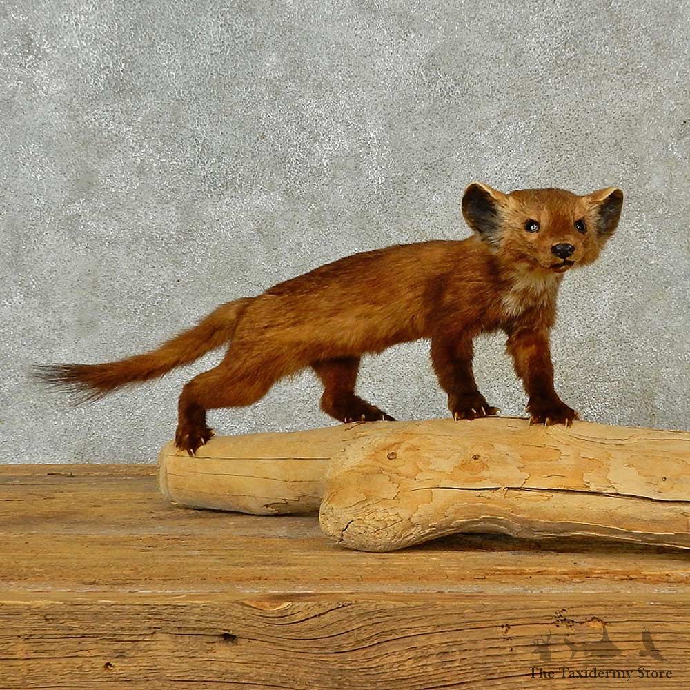 American Pine Marten Mount For Sale #16565 @ The Taxidermy Store