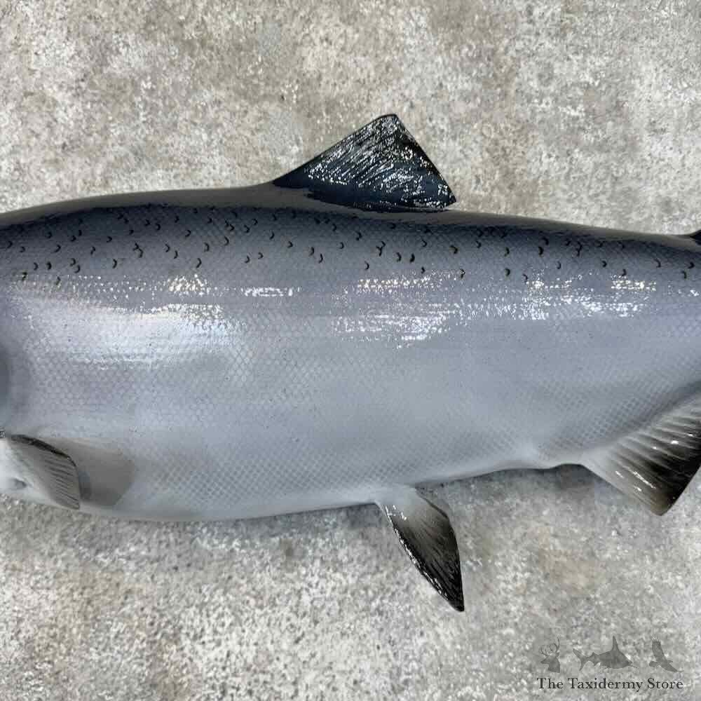King Chinook Salmon Fish Mount For Sale #30447 @ The Taxidermy Store