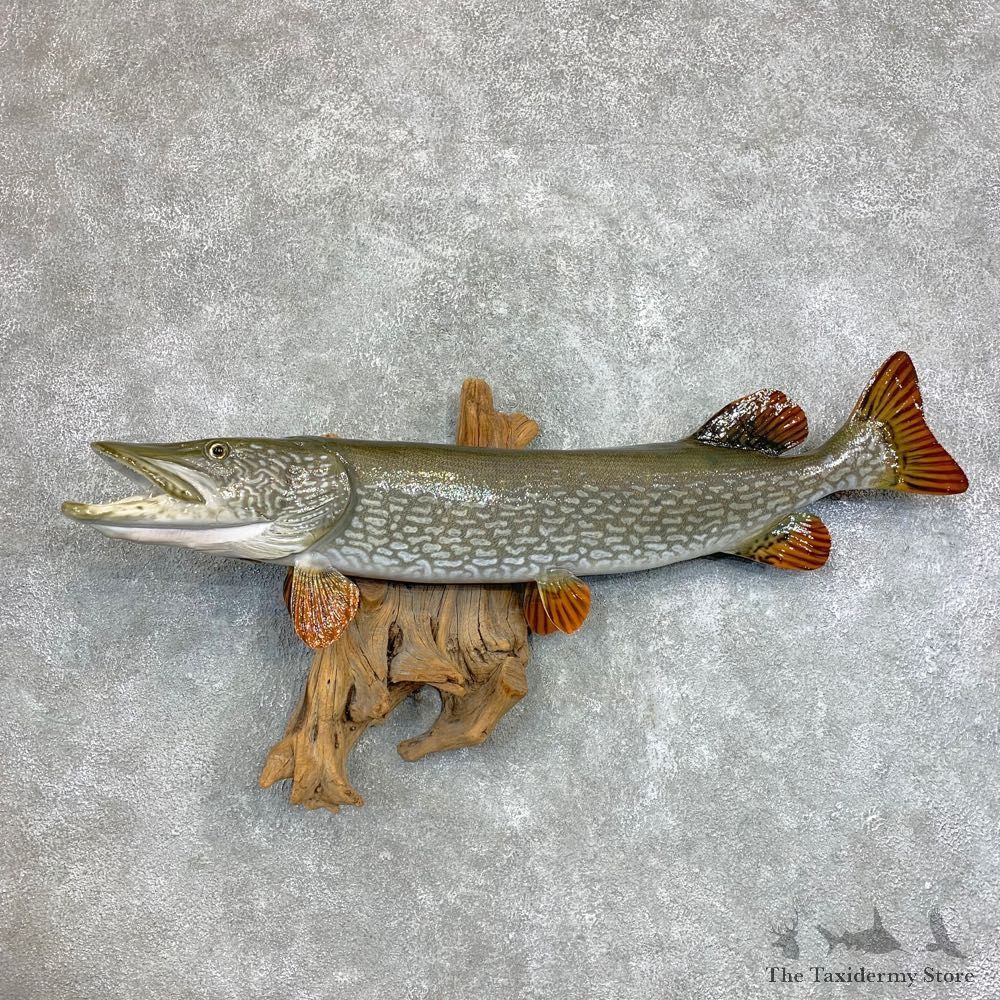 Reproduction Northern Pike Fish Mount #22119 @The Taxidermy Store