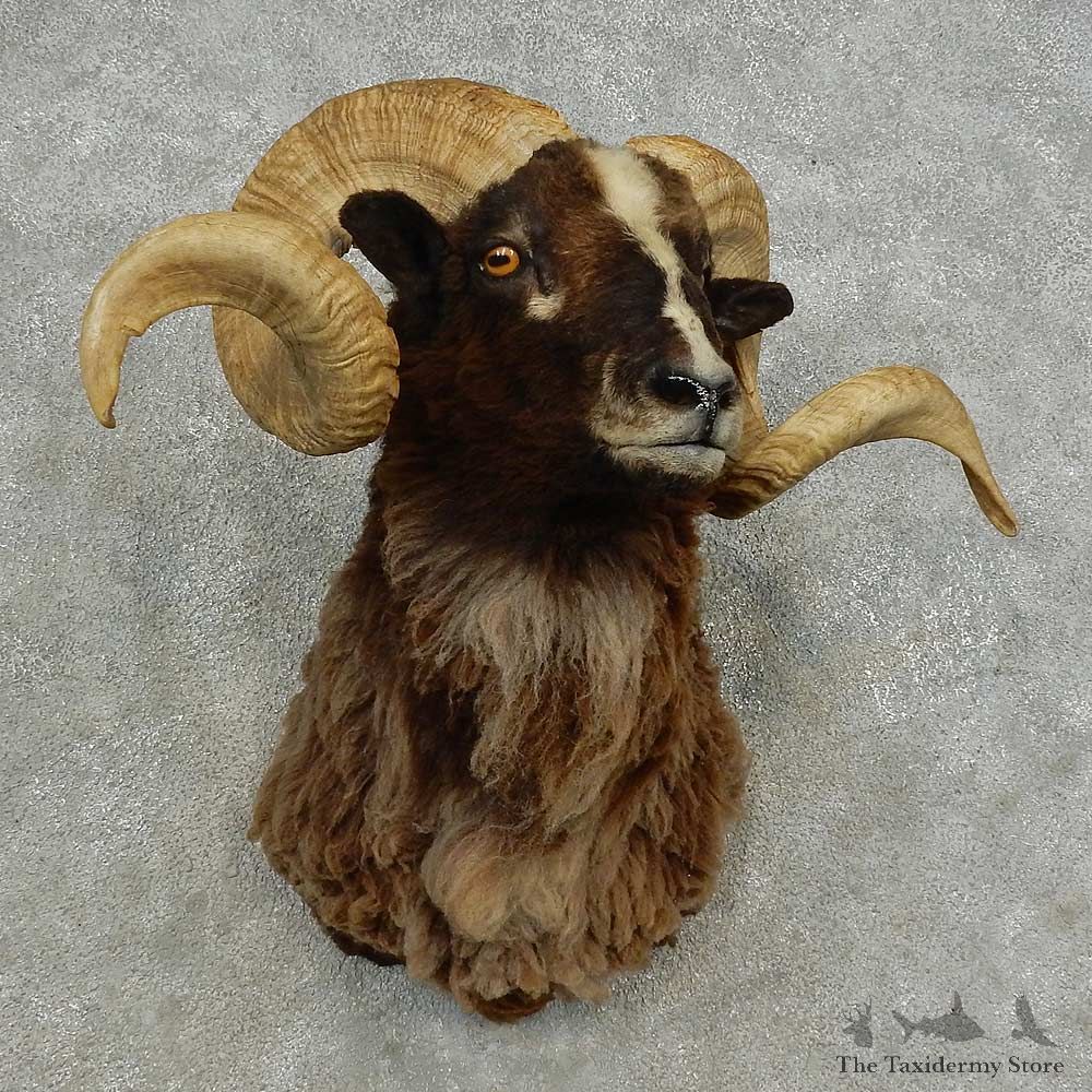 Black Hawaiian Ram Shoulder Mount For Sale #16874 @ The Taxidermy Store
