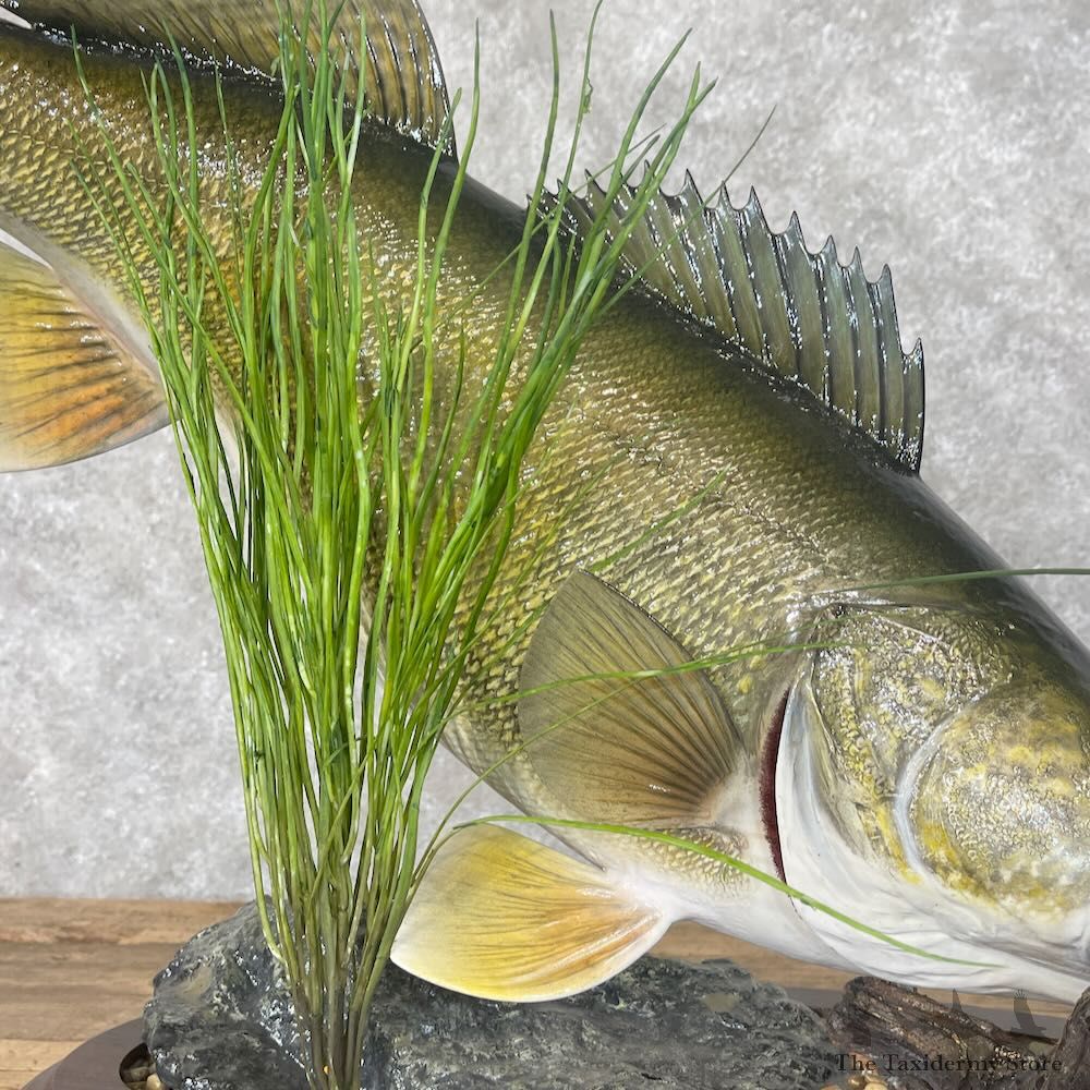 Walleye Fish Mount For Sale #28413 @ The Taxidermy Store