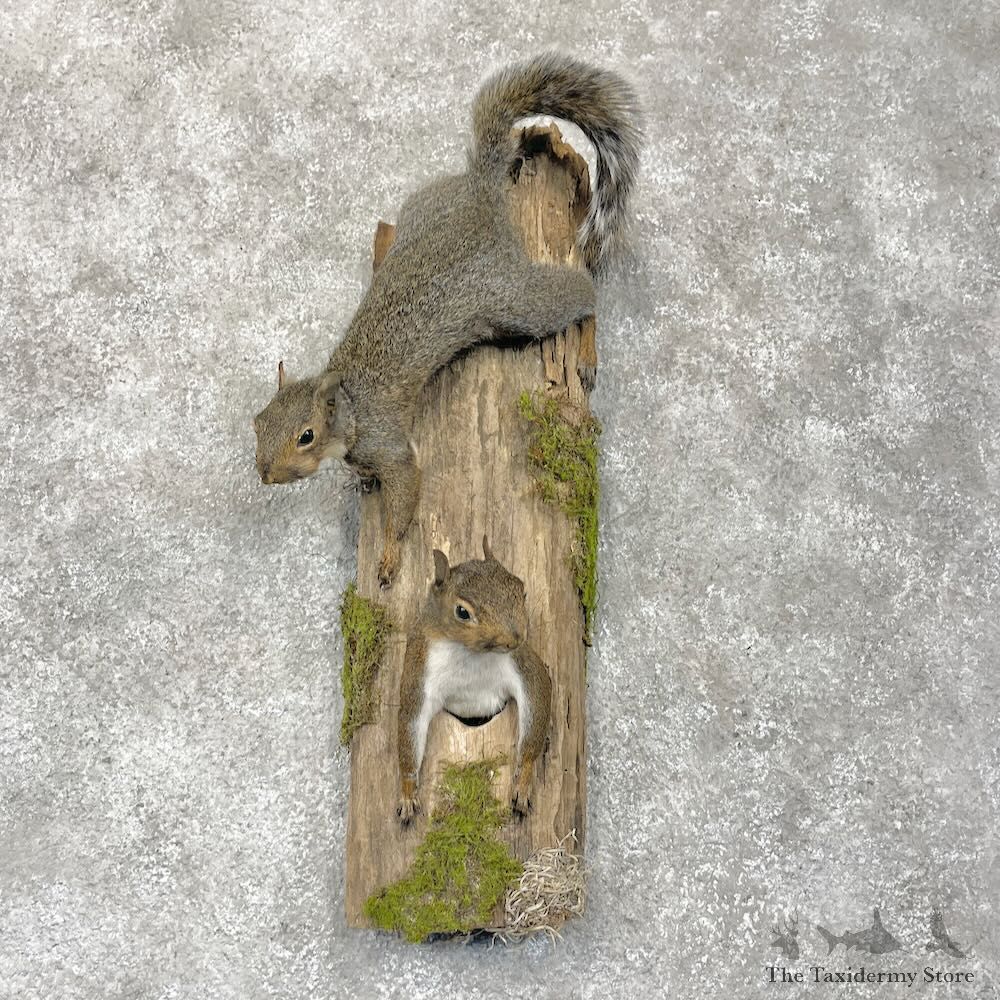 Grey Squirrel Pair Life-Size Mount For Sale #28716 @ The Taxidermy Store