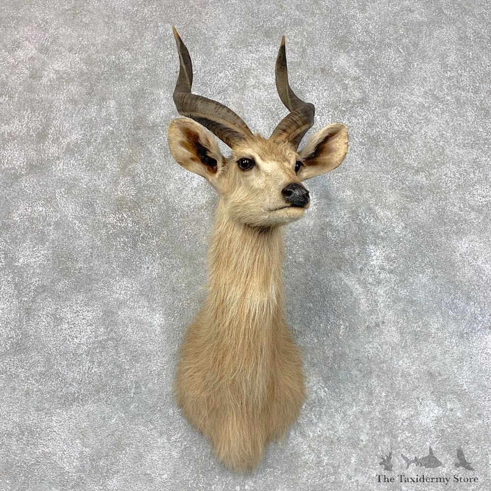 African Sitatunga Shoulder Mount #22792 For Sale @ The Taxidermy Store