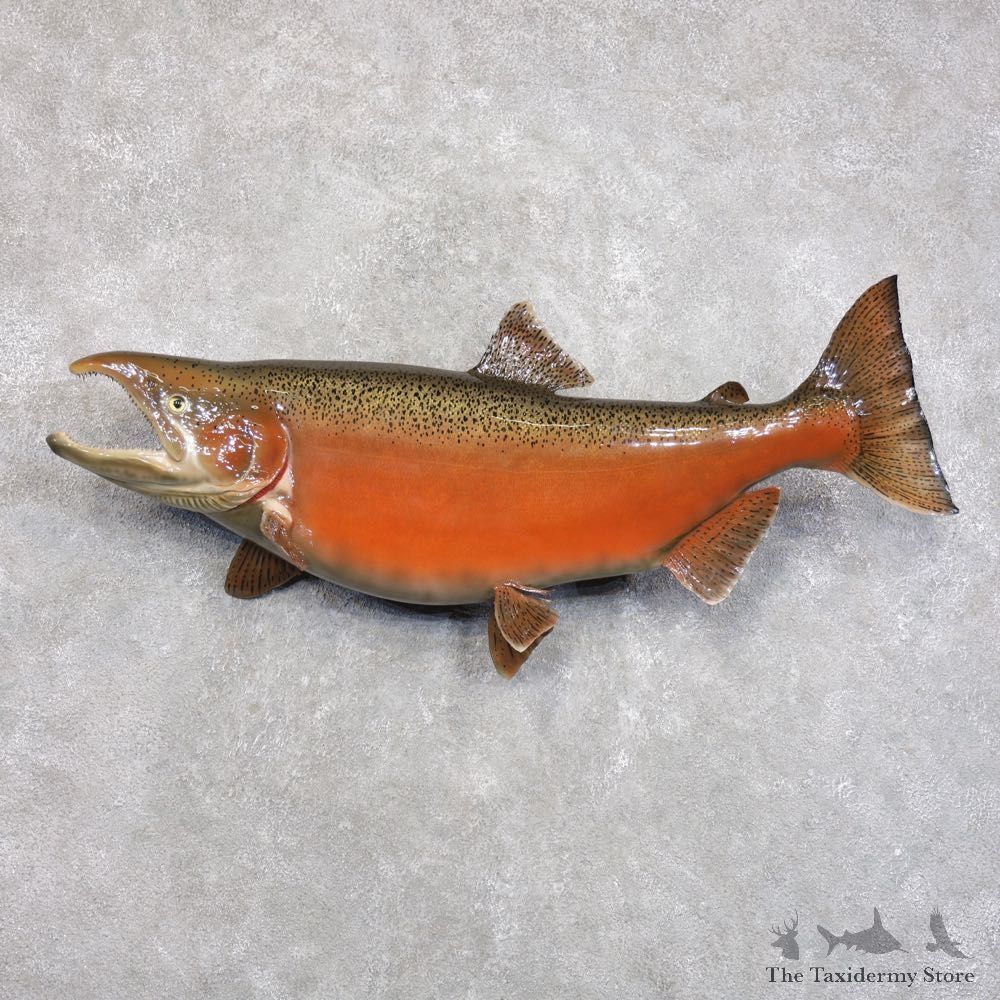King Salmon Fish Mount For Sale #22284 @ The Taxidermy Store