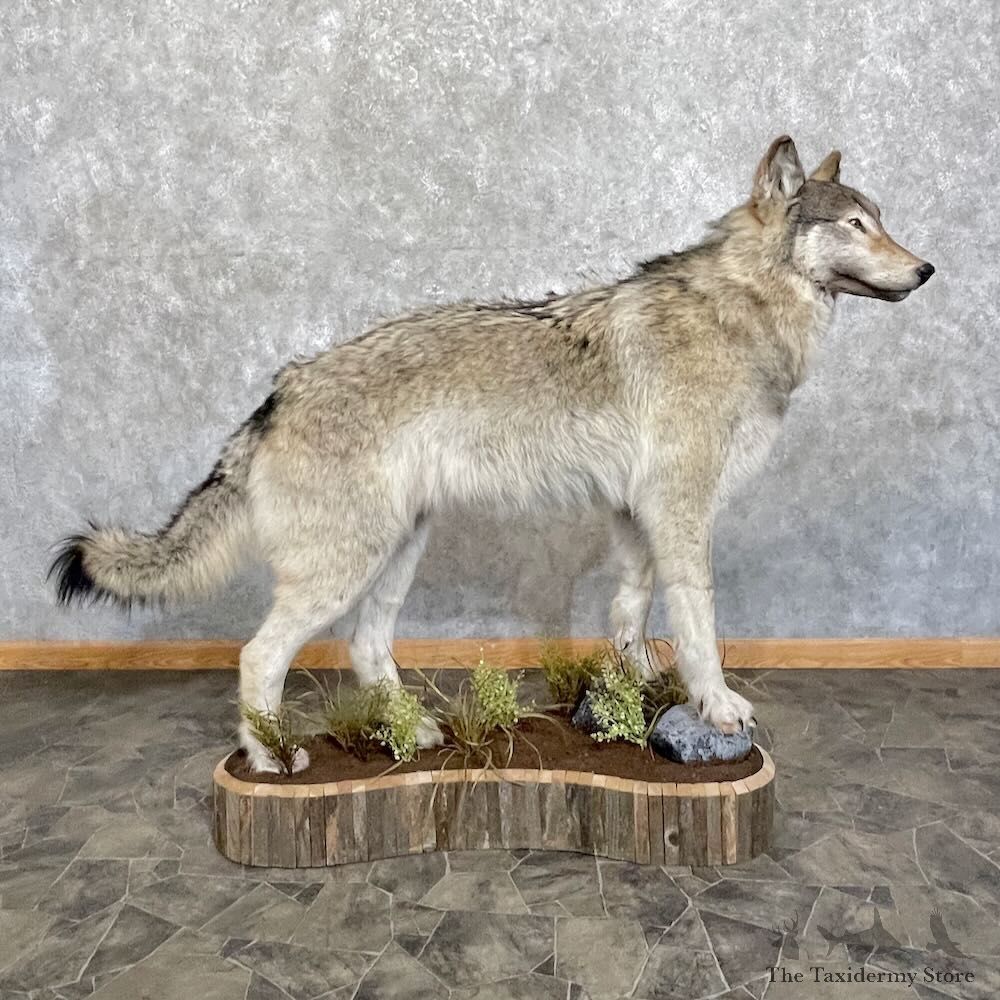 Alaskan Grey Wolf Life-Size Mount For Sale #27733 @ The Taxidermy Store