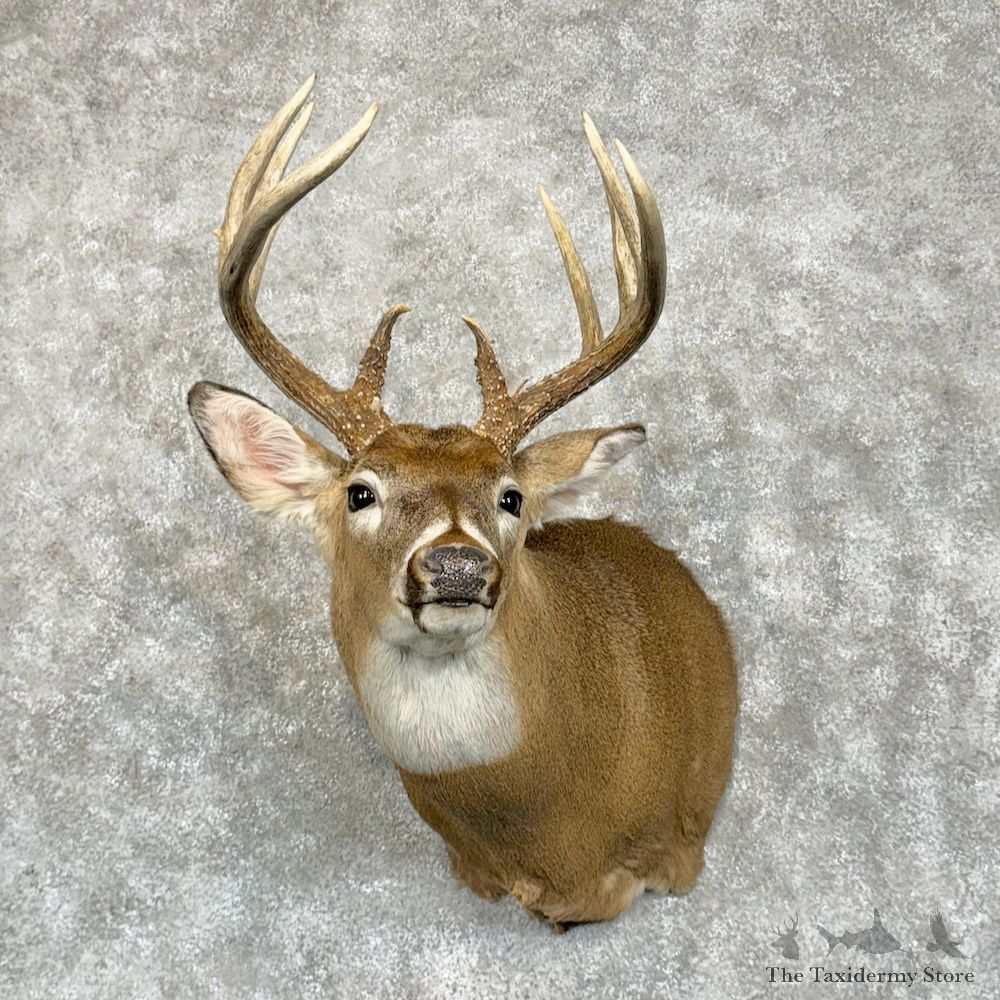 Whitetail Deer Shoulder Mount For Sale #29451 @ The Taxidermy Store