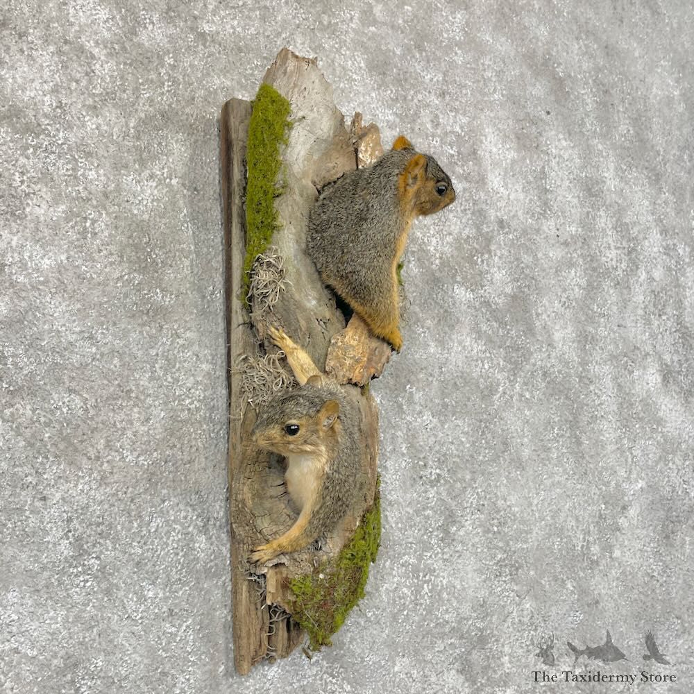 Fox Squirrel Pair Life-Size Mount For Sale #28715 @ The Taxidermy Store