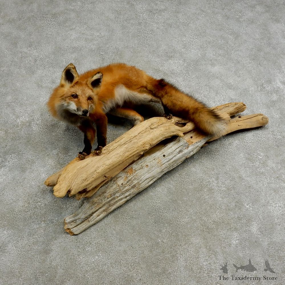 Red Fox Life-Size Mount For Sale #17046 @ The Taxidermy Store