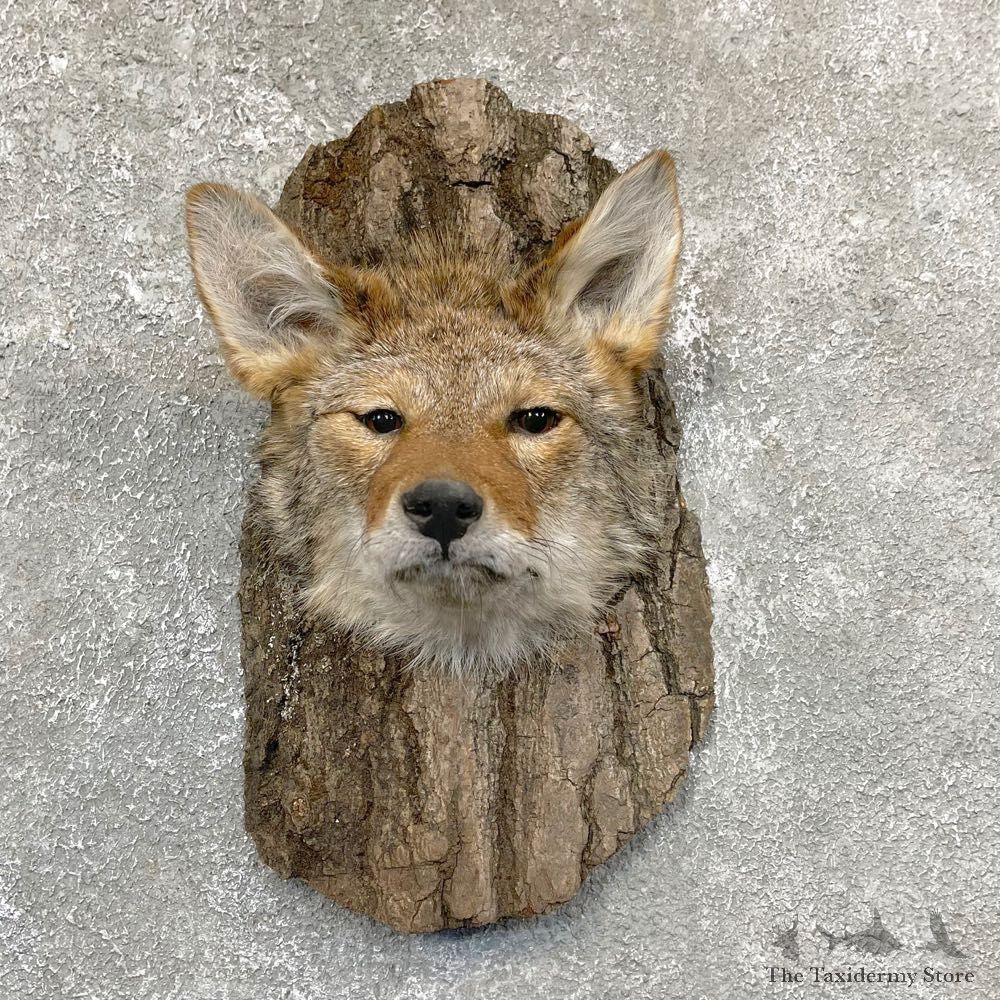 Coyote Head & Wood Taxidermy Mount #24363 For Sale @ The Taxidermy Store