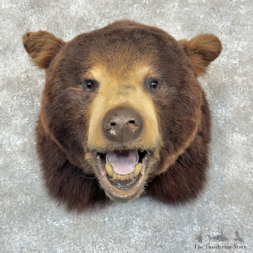 Cinnamon Phase Black Bear Head Mount For Sale #32279 @ The Taxidermy Store