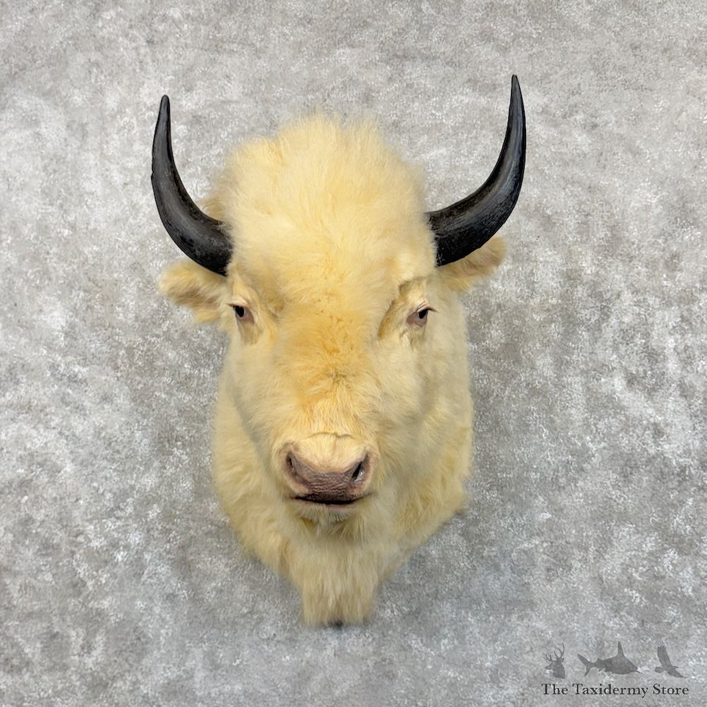 White American Bison Shoulder Mount For Sale #30020 @ The Taxidermy Store