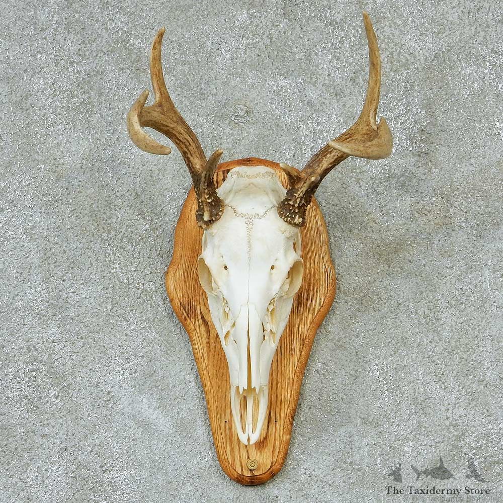 Whitetail Skull & Antlers Taxidermy Mount #13268 For Sale @ The Taxidermy Store