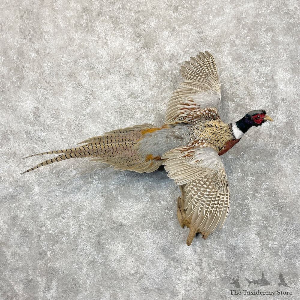 Ringneck Pheasant Bird Mount For Sale #28431 @ The Taxidermy Store