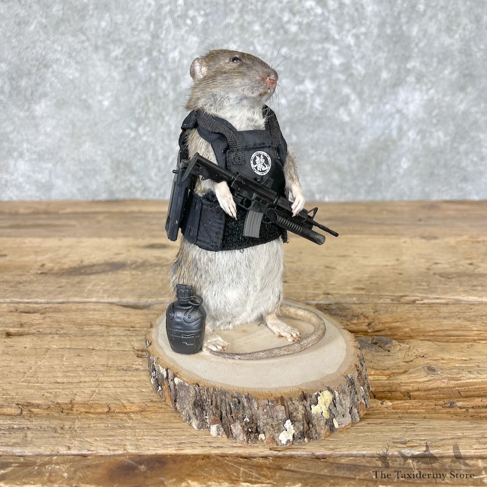 Tactical Rat Novelty Mount For Sale #26555 @ The Taxidermy Store
