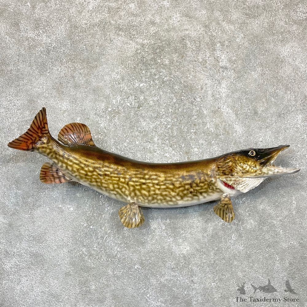 Northern Pike Fish Taxidermy Mount For Sale #24369 @ The Taxidermy Store
