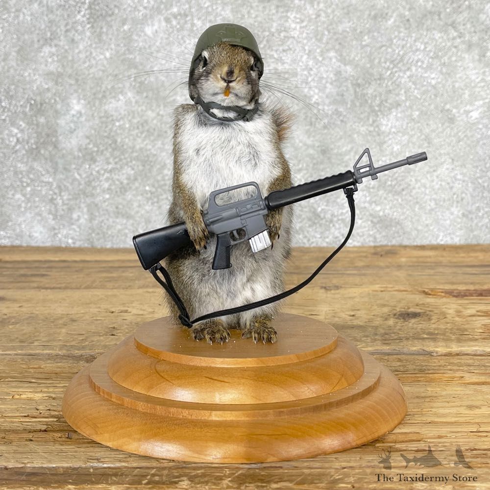 Soldier Squirrel Novelty Mount For Sale #25031 @ The Taxidermy Store