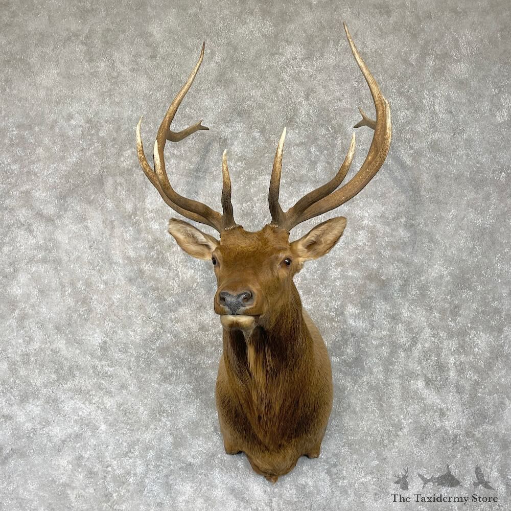 Rocky Mountain Elk Shoulder Mount For Sale #28560 @ The Taxidermy Store