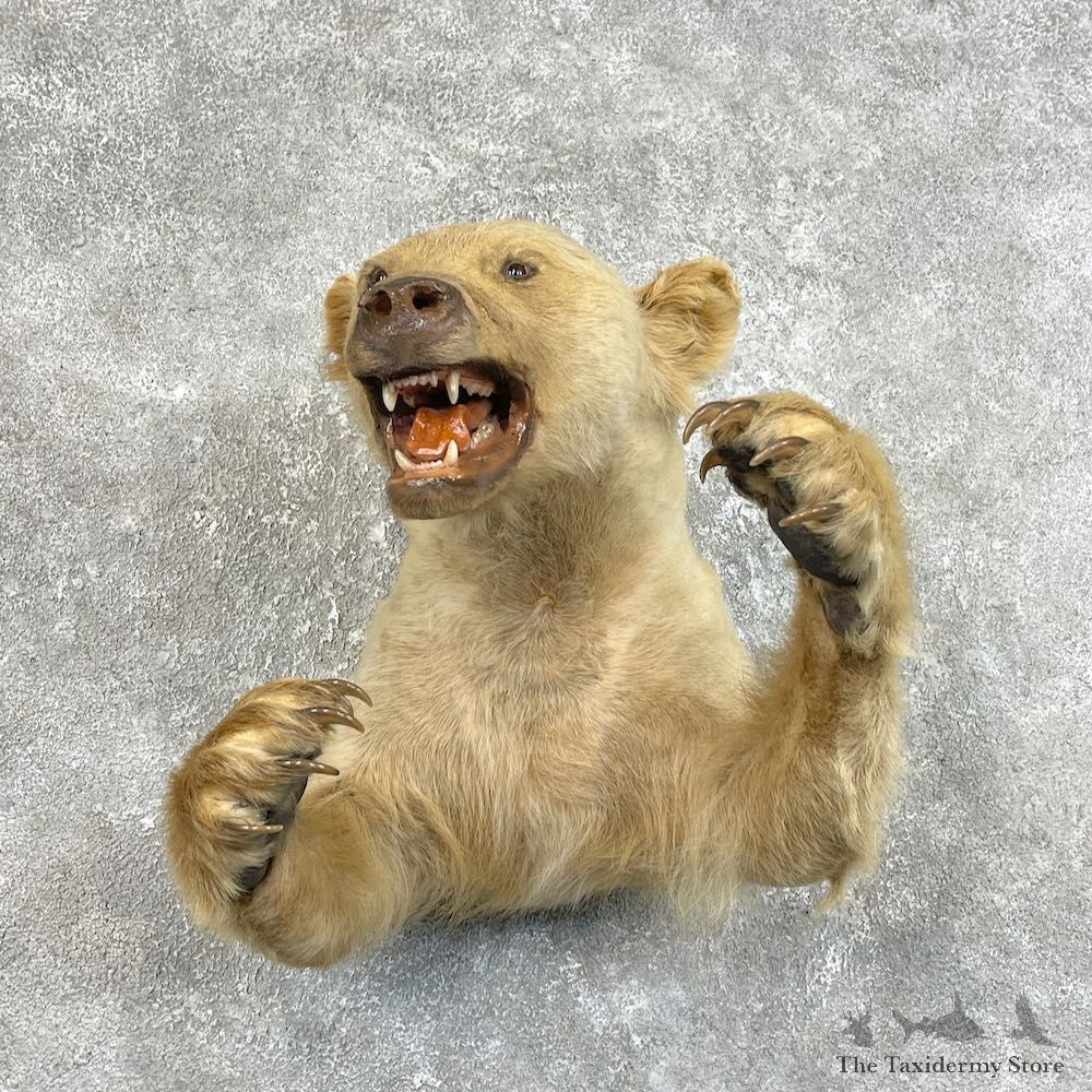 Blonde Black Bear 1/2-Life-Size Mount For Sale #25743 @ The Taxidermy Store