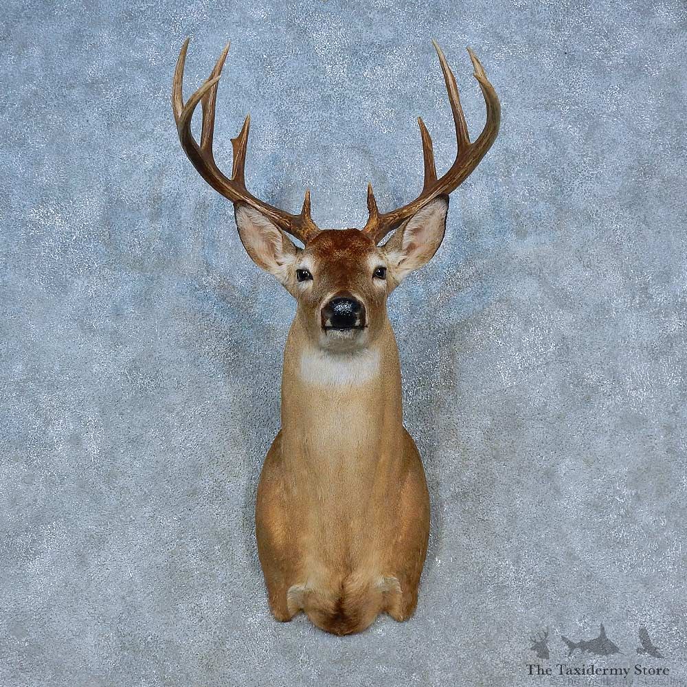 Whitetail Deer Shoulder Mount For Sale #15454 @ The Taxidermy Store