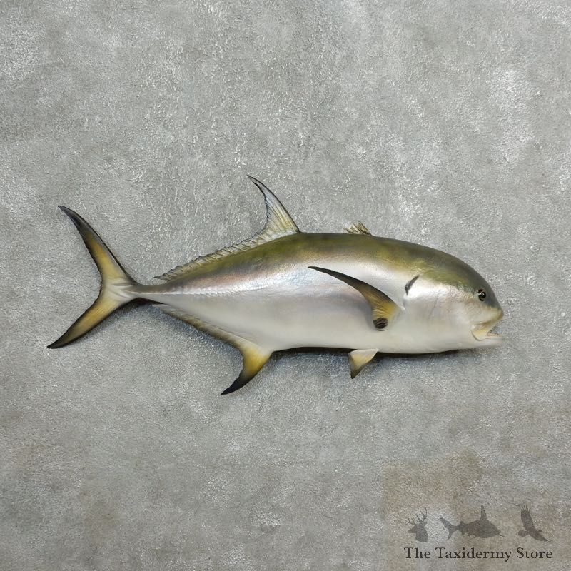 Reproduction Amberjack Taxidermy Fish Mount #17790 For Sale @ The Taxidermy Store
