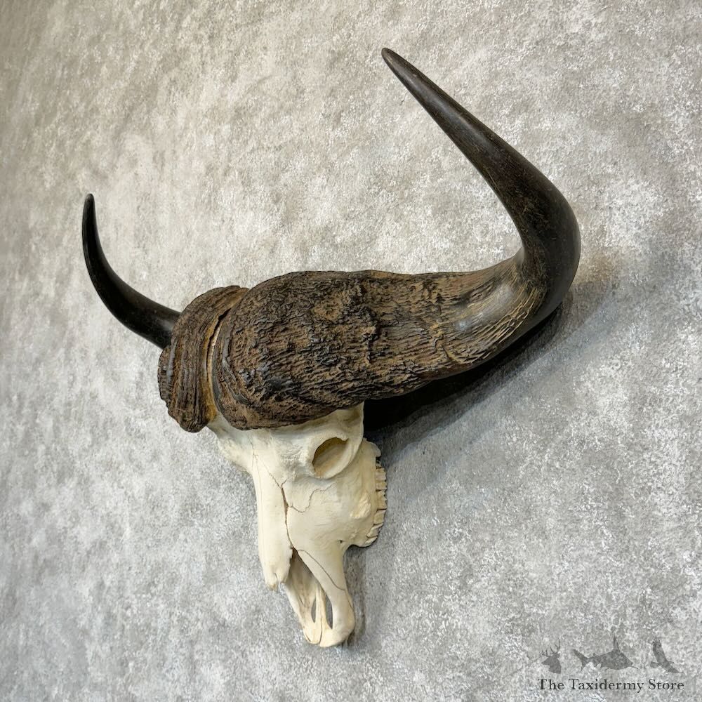 Cape Buffalo Skull European Mount For Sale #28768 @ The Taxidermy Store