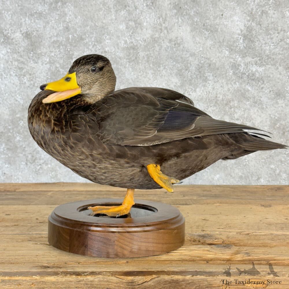 Black Duck Hen Bird Mount For Sale #28979 @ The Taxidermy Store