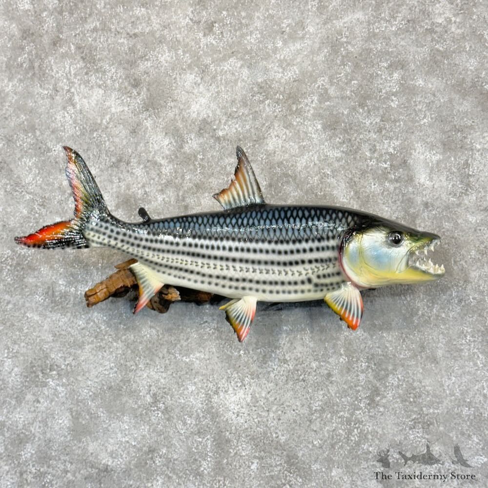 African Tigerfish Mount For Sale #28974 @ The Taxidermy Store